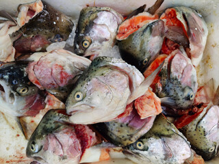 Cut salmon heads on market stall, selective focus