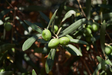 Green Olives on branch