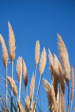 Austroderias on a sunny day