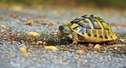 Una tartaruga di terra sull'asfalto bagnato