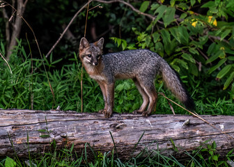 Gray Fox Kit