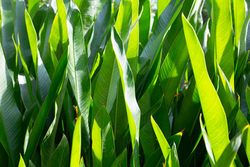 Obraz premium Heliconia psittacorum plant in the garden