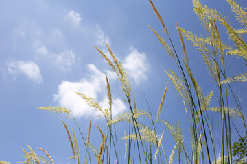Obraz premium Grass flowers with blue sky
