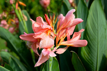 Obraz na płótnie Canvas Pink canna flower in the garden