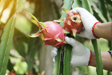 Close up farmer hands wears white gloves, picking, harvesting dragon fruits in garden. Concept,...