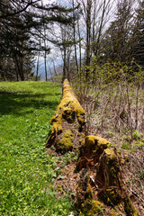 Moss on grounded tree in the Great Smoky Mountains