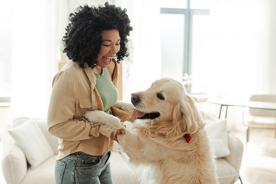 Happy African American woman with cute golden retriever dog having fun at home. Animal, pet, lifestyle concept