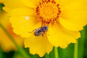 syrphid Sucking nectar on flowers
