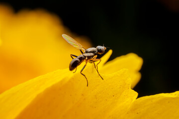 sepsidae inhabit the leaves of wild plants