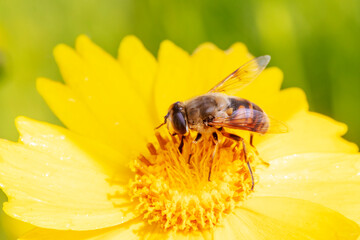 Aphids feed on nectar on yellow flowers