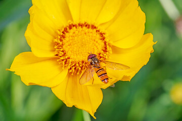 Aphids feed on nectar on yellow flowers