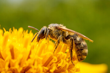 Bees collect nectar from chrysanthemum flowers