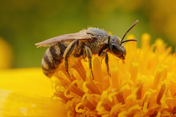 Bees collect nectar from chrysanthemum flowers