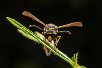 parasitic wasp inhabits the leaves of wild plants