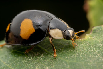 Ladybugs inhabit the leaves of wild plants