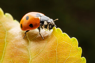 Harmonia axyridis inhabit the leaves of wild plants