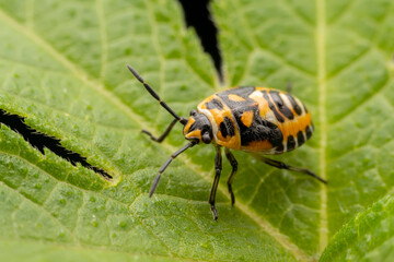 Eurydema dominulus Scopoli inhabit the leaves of wild plants