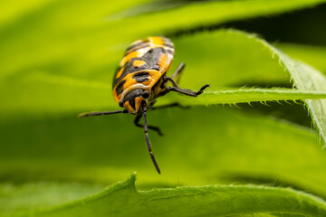Eurydema dominulus Scopoli inhabit the leaves of wild plants