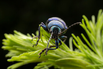 leaf beetle inhabiting on the leaves of wild plants