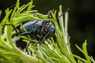 leaf beetle inhabiting on the leaves of wild plants