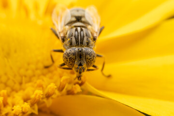 syrphid Sucking nectar on flowers