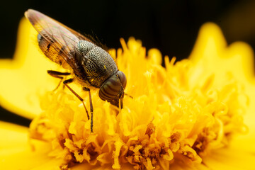 Flies feed on nectar on yellow flowers