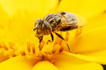 syrphid Sucking nectar on flowers