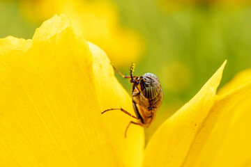 Flies feed on nectar on yellow flowers