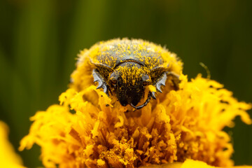Oxycetonia jucunda Faldermann sucks nectar on yellow flowers