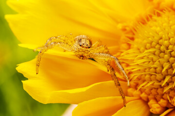 crab spider dwelling on yellow flowers waiting for prey