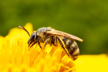 Bees collect nectar from chrysanthemum flowers