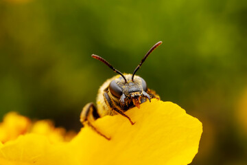 Bees collect nectar from chrysanthemum flowers