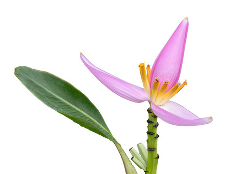 musa ornata flower isolated transparent background.Plant object clipping path.