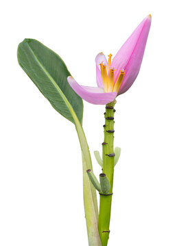 musa ornata flower on isolated transparent background.Plant object clipping path.