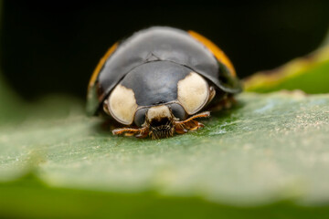 Ladybugs inhabit the leaves of wild plants