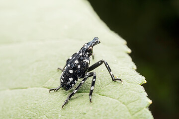 Nymph The Lycorma Delicatula 