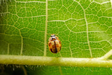 Propylaea japonica inhabit the leaves of wild plants