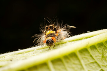 Lepidoptera larvae crawl on the leaves of wild plants for food