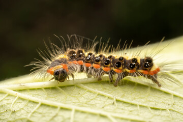 Lepidoptera larvae crawl on the leaves of wild plants for food