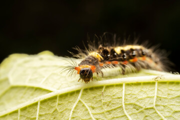 Lepidoptera larvae crawl on the leaves of wild plants for food