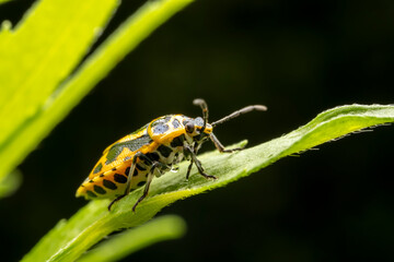 Eurydema dominulus Scopoli inhabit the leaves of wild plants