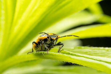Fototapeta premium Eurydema dominulus Scopoli inhabit the leaves of wild plants