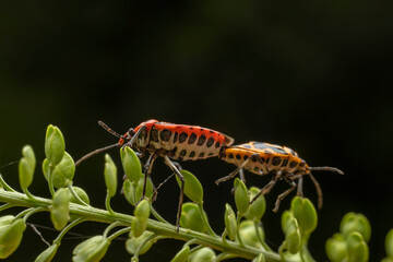 Eurydema dominulus Scopoli mate on wild plant leaves
