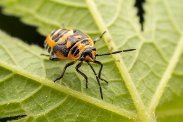 Eurydema dominulus Scopoli inhabit the leaves of wild plants