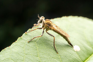 robber flies inhabiting on the leaves of wild plants