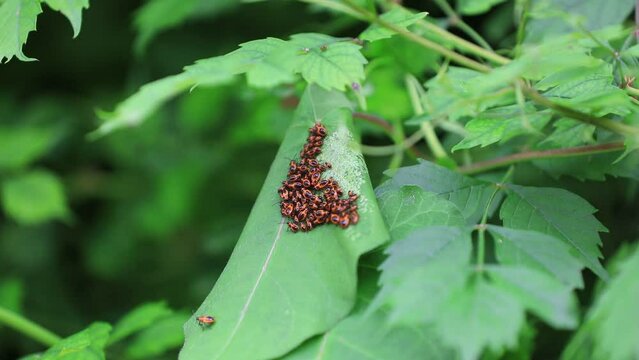 The stinkbug family insects inhabit wild plants