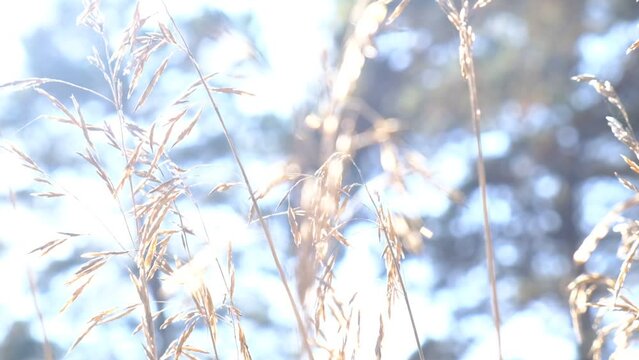 Beauty in nature, fairy soft sunlight and fragile grass, dry flowers in pastel morning light. Winter spring summer and autumn all season are beautiful