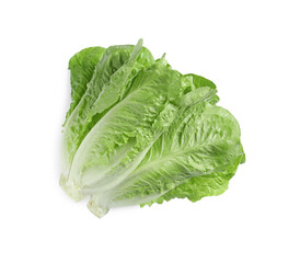Fresh green romaine lettuces isolated on white, top view