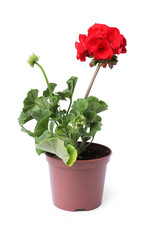 Obraz premium Beautiful blooming red geranium flower in pot isolated on white