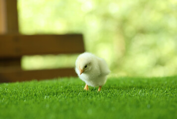 Cute chick on green artificial grass outdoors, closeup with space for text. Baby animal